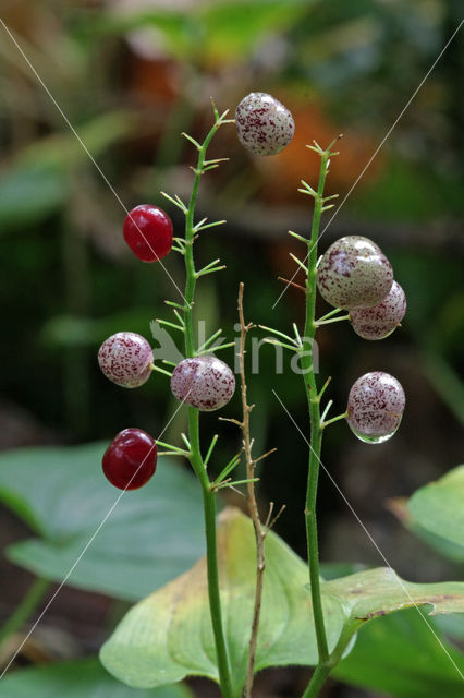 Dalkruid (Maianthemum bifolium)