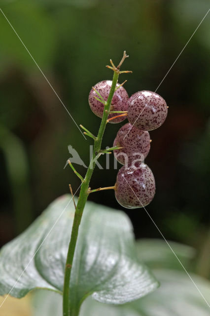 May Lily (Maianthemum bifolium)