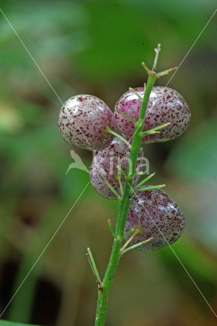 Dalkruid (Maianthemum bifolium)