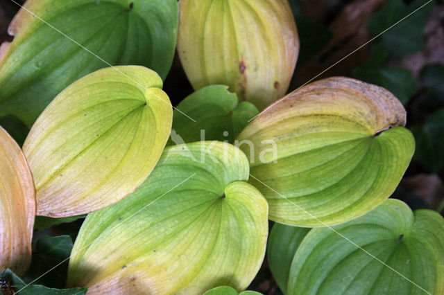 Dalkruid (Maianthemum bifolium)