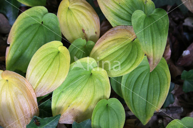 May Lily (Maianthemum bifolium)