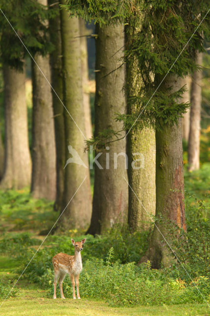 Fallow Deer (Dama dama)