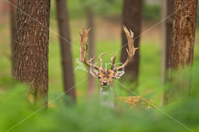 Fallow Deer (Dama dama)