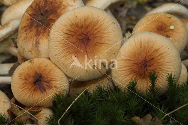 Dennenvlamhoed (Gymnopilus sapineus)