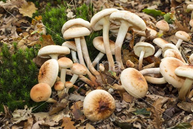 Dennenvlamhoed (Gymnopilus sapineus)