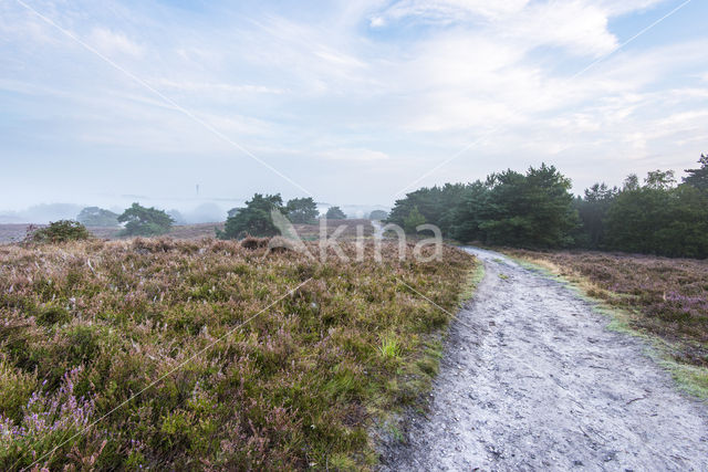 Dorset heath (Erica ciliaris)