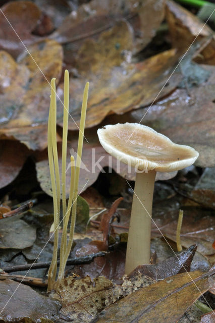 Draadknotszwam (Macrotyphula juncea)