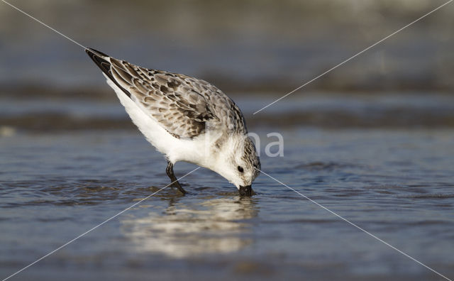 Drieteenstrandloper (Calidris alba)