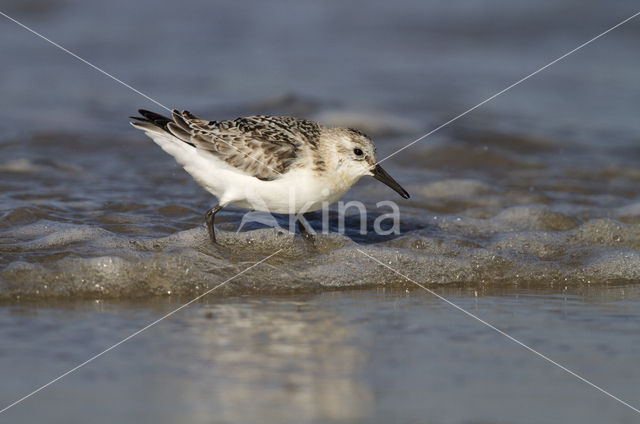 Drieteenstrandloper (Calidris alba)