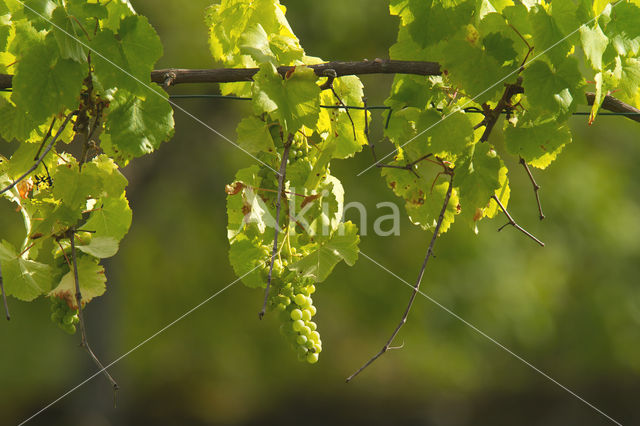 Grape-vine