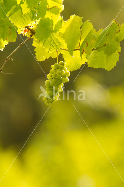 Grape-vine