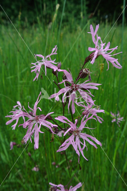 Echte koekoeksbloem (Lychnis flos-cuculi)