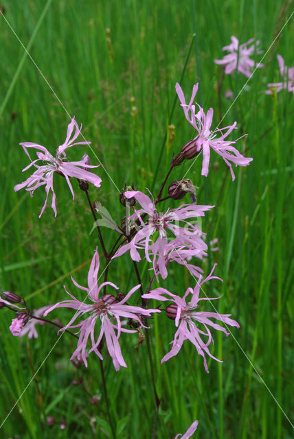 Echte koekoeksbloem (Lychnis flos-cuculi)