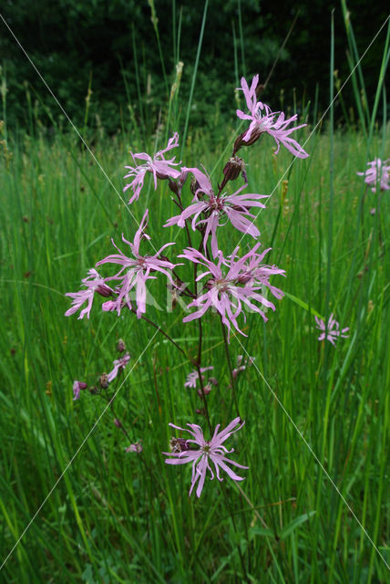 Echte koekoeksbloem (Lychnis flos-cuculi)