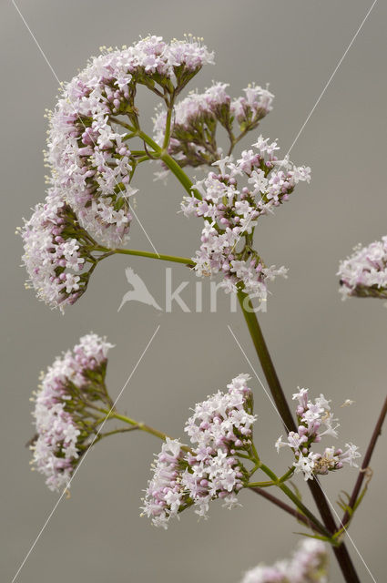 Echte valeriaan (Valeriana officinalis)