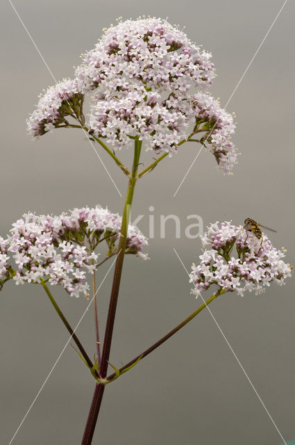 Echte valeriaan (Valeriana officinalis)