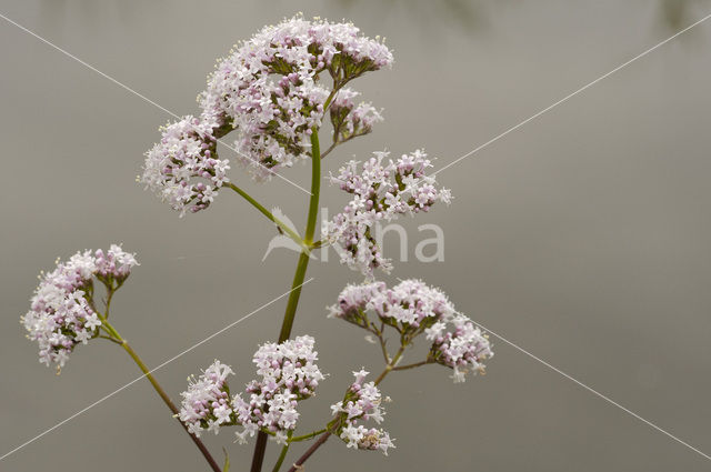 Echte valeriaan (Valeriana officinalis)