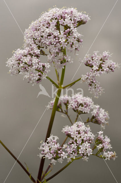 Echte valeriaan (Valeriana officinalis)