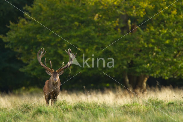 Red Deer (Cervus elaphus)