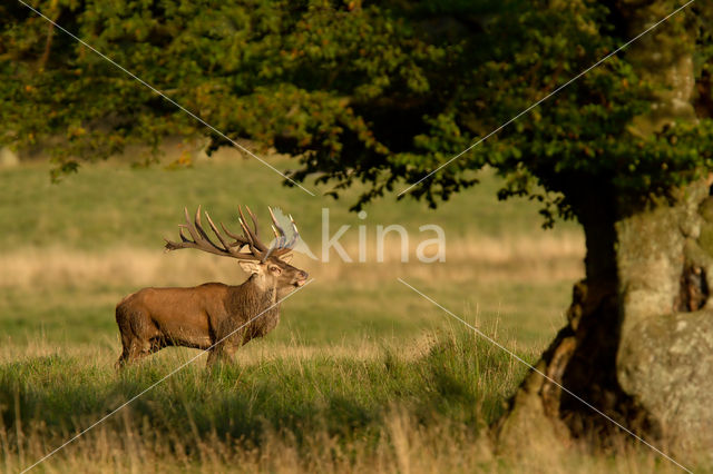 Red Deer (Cervus elaphus)