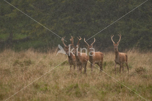 Red Deer (Cervus elaphus)