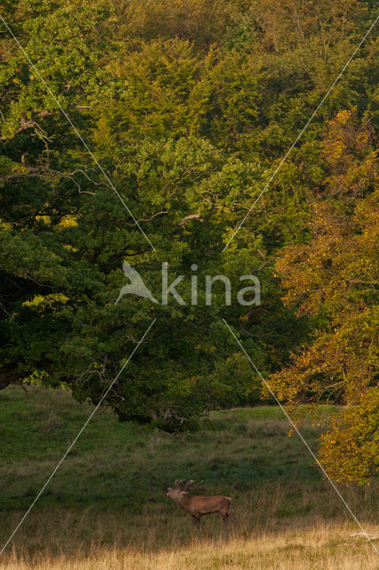 Red Deer (Cervus elaphus)