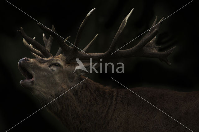 Red Deer (Cervus elaphus)