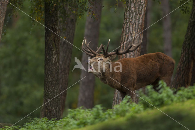 Edelhert (Cervus elaphus)