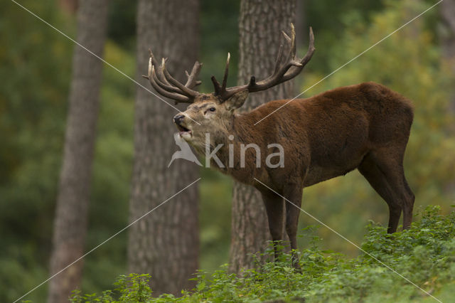 Red Deer (Cervus elaphus)