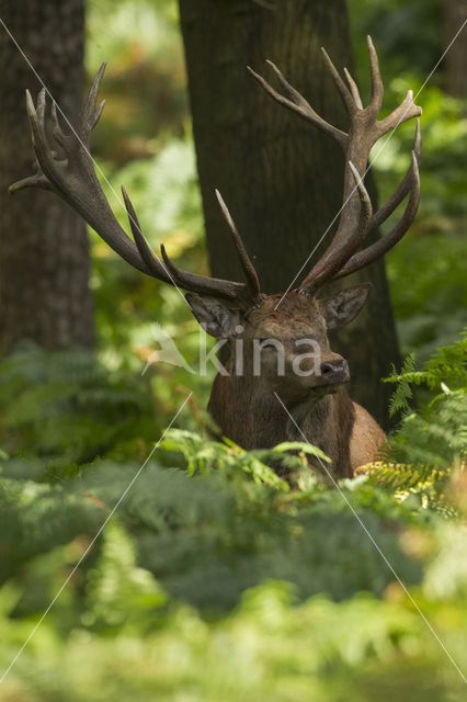 Red Deer (Cervus elaphus)