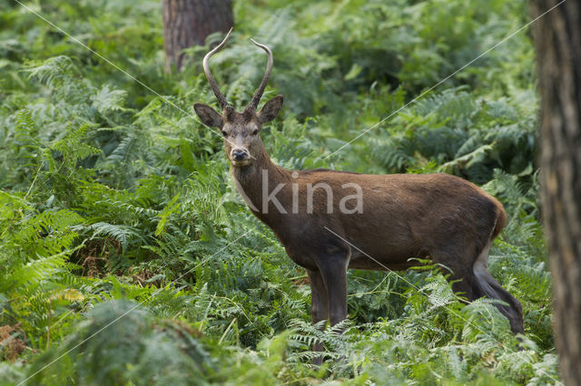 Red Deer (Cervus elaphus)