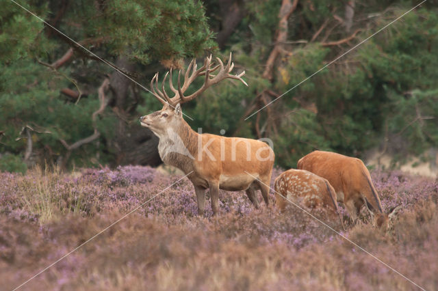 Red Deer (Cervus elaphus)