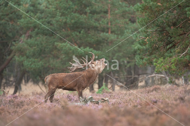 Edelhert (Cervus elaphus)