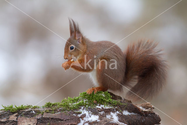 Red Squirrel (Sciurus vulgaris)