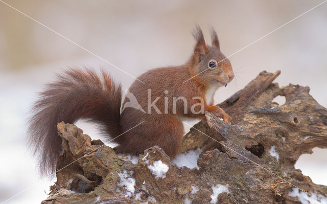 Red Squirrel (Sciurus vulgaris)