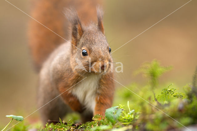 Red Squirrel (Sciurus vulgaris)