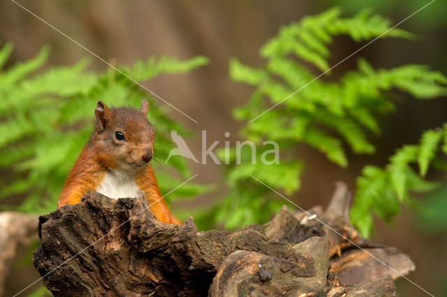 Red Squirrel (Sciurus vulgaris)
