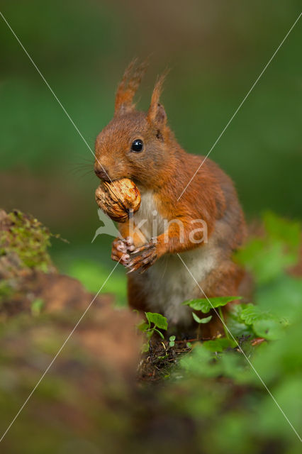 Red Squirrel (Sciurus vulgaris)