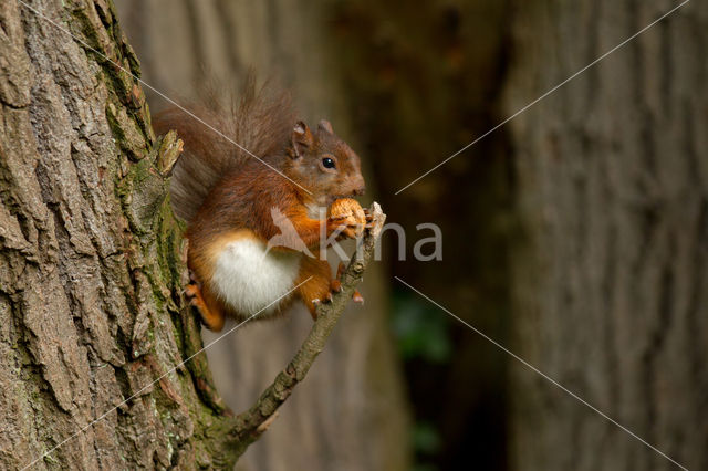 Red Squirrel (Sciurus vulgaris)