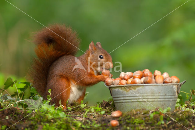 Red Squirrel (Sciurus vulgaris)