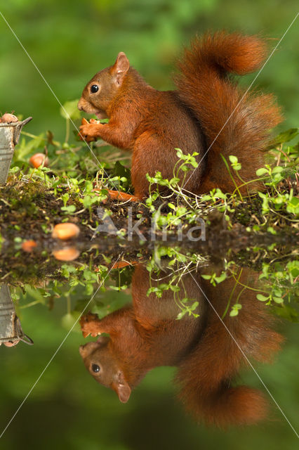 Eekhoorn (Sciurus vulgaris)