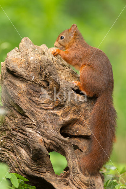 Red Squirrel (Sciurus vulgaris)