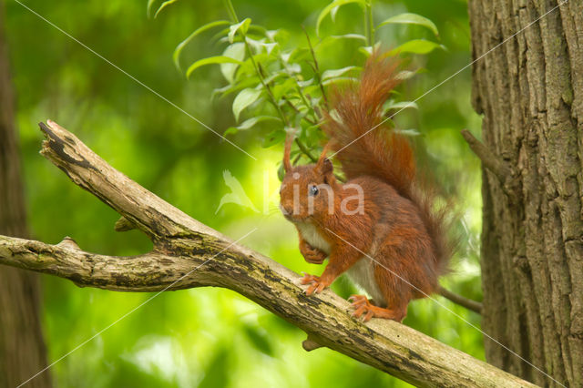 Eekhoorn (Sciurus vulgaris)