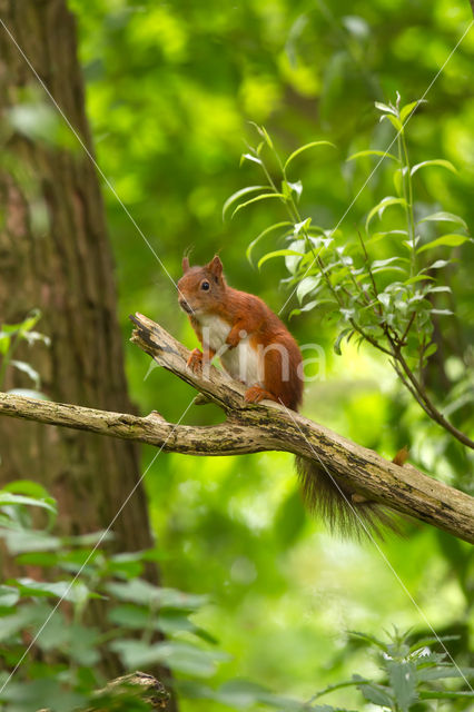 Red Squirrel (Sciurus vulgaris)