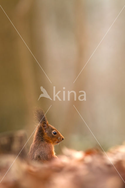 Red Squirrel (Sciurus vulgaris)