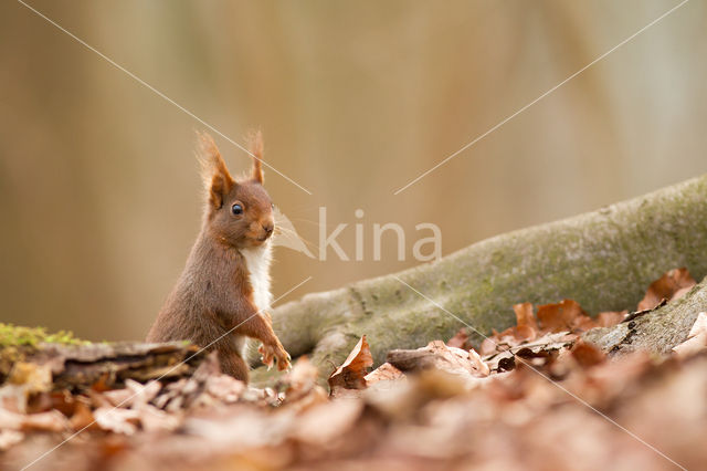Red Squirrel (Sciurus vulgaris)