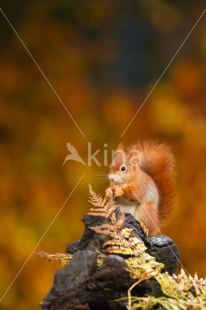 Red Squirrel (Sciurus vulgaris)