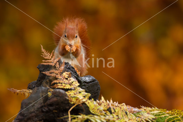 Red Squirrel (Sciurus vulgaris)