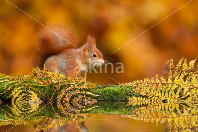 Red Squirrel (Sciurus vulgaris)