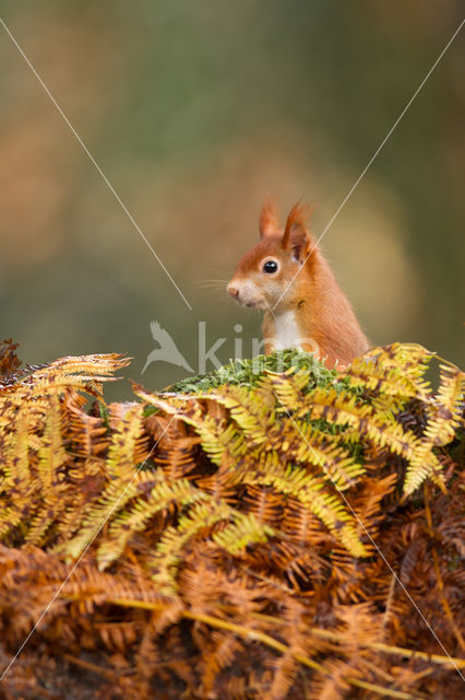 Red Squirrel (Sciurus vulgaris)